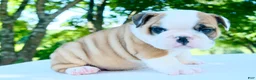 English Bulldog dogs for sale: Tucker - Ad 4