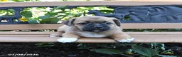 Jug dogs for sale: Cleo - Ad 5