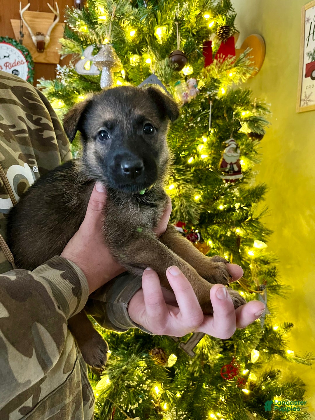 German Shepherd dogs for sale: Dasher - Ad 2