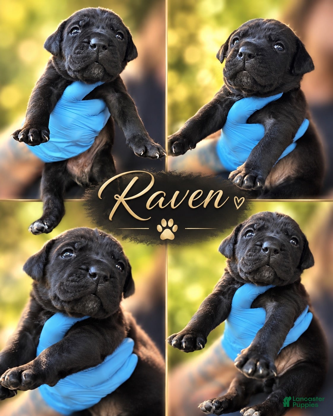 Cane Corso dogs Miss Raven - Ad 2