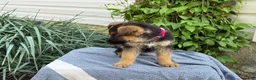 German Shepherd dogs for sale: Georgia - Ad 2