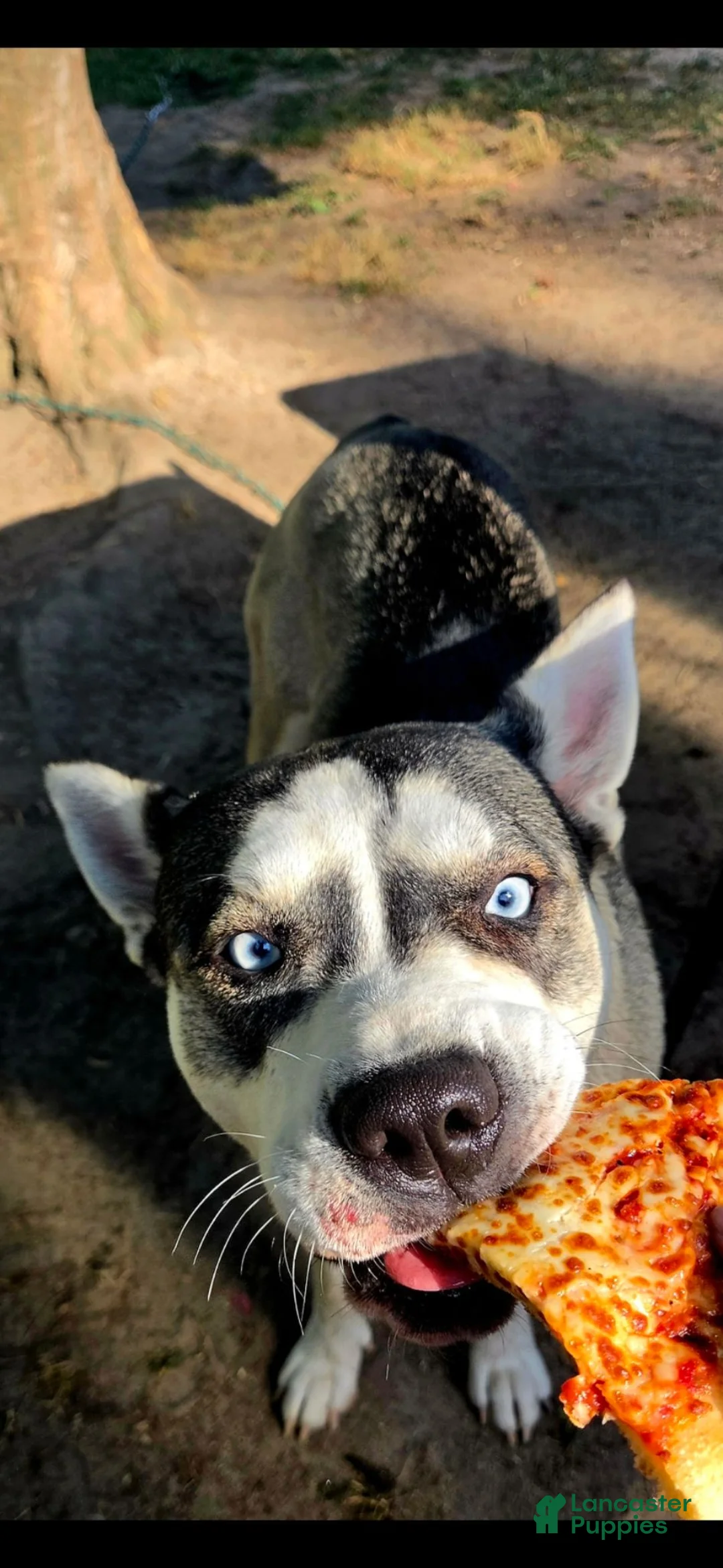 Pitsky dogs for sale: Pitsky 1 - Ad 2
