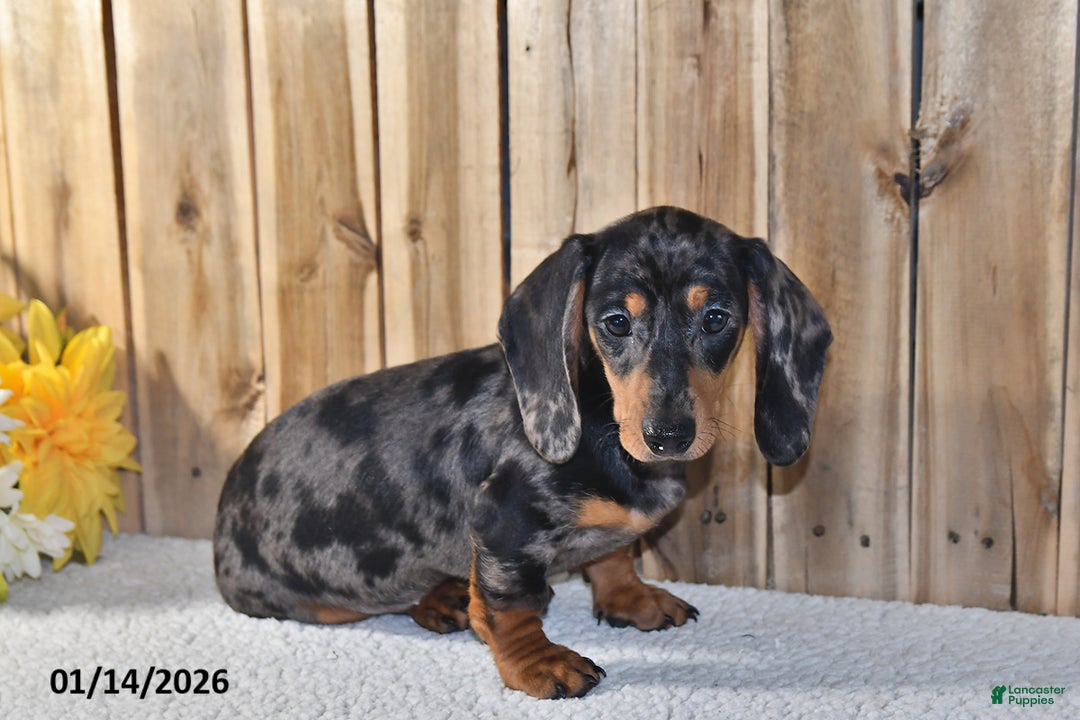 Miniature Dachshund dogs for sale: Valerie - Ad 5