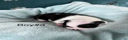 Boston Terrier dogs for sale: Boston Terrier 1 - Ad 9