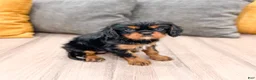 Cavalier King Charles Spaniel dogs for sale: Maddie - Ad 3