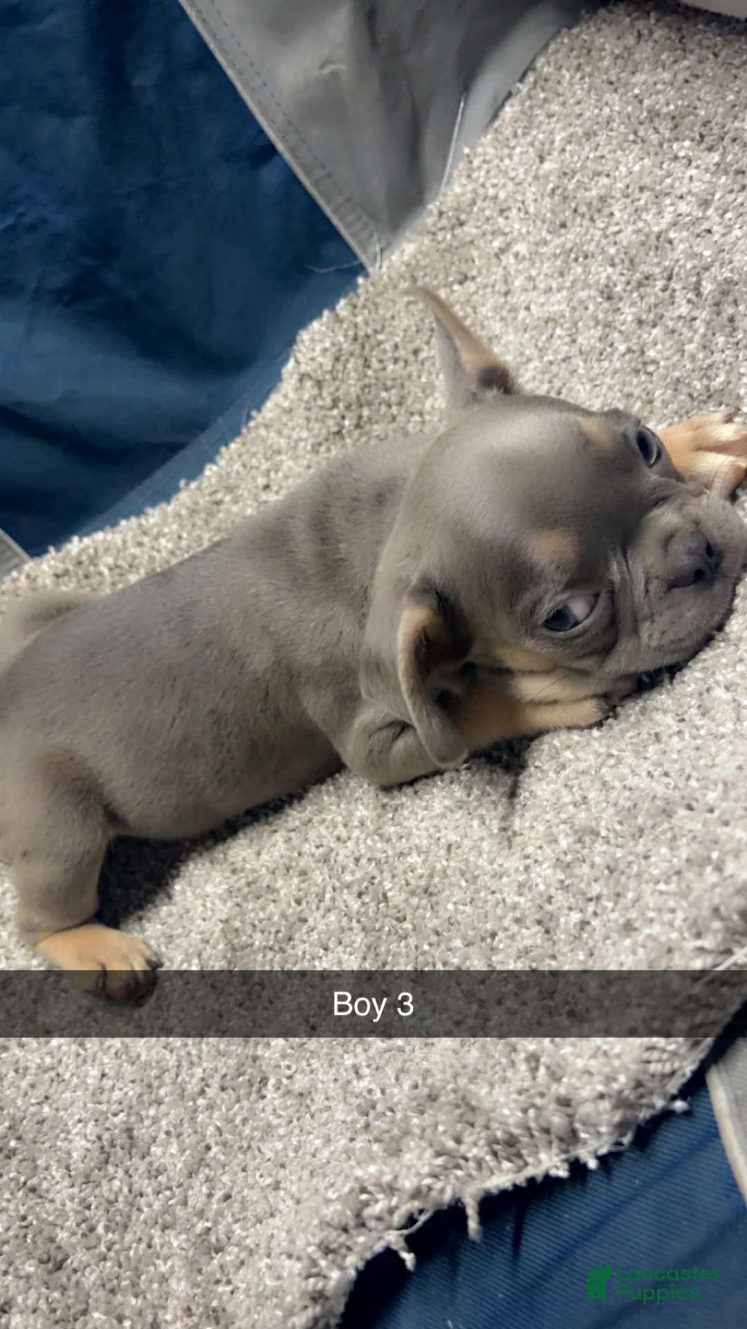 French Bulldog dogs for sale: French Bulldog Puppy 4 - Ad 2