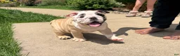 English Bulldog dogs for sale: Penelope  - Ad 1