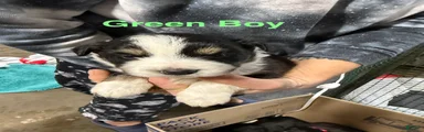 Green Boy