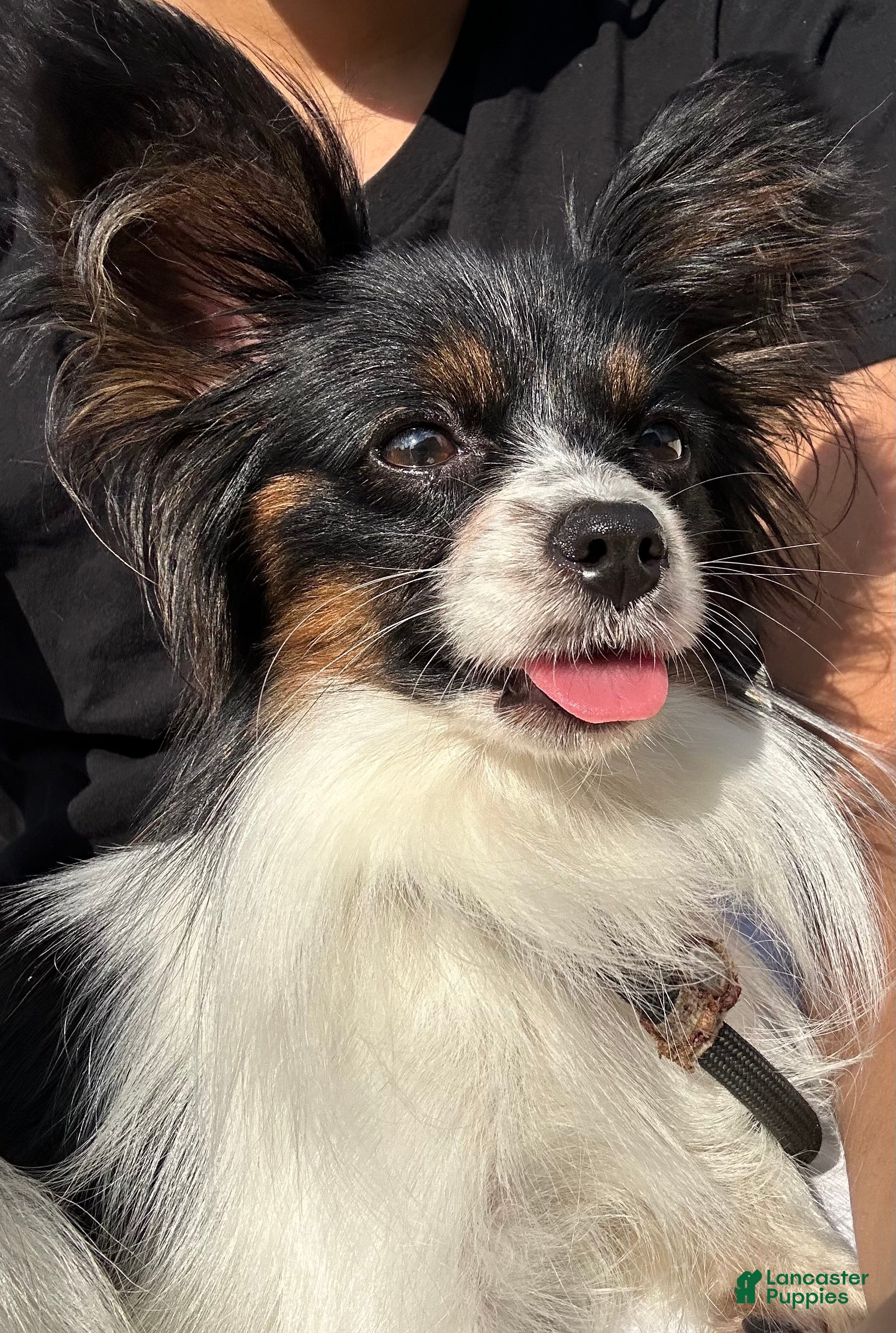 Papillon dogs Papillon Puppy 1 - Ad 1