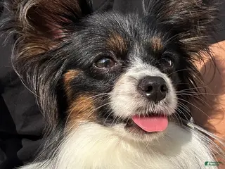 Papillon dogs Papillon Puppy 1 - Ad 36