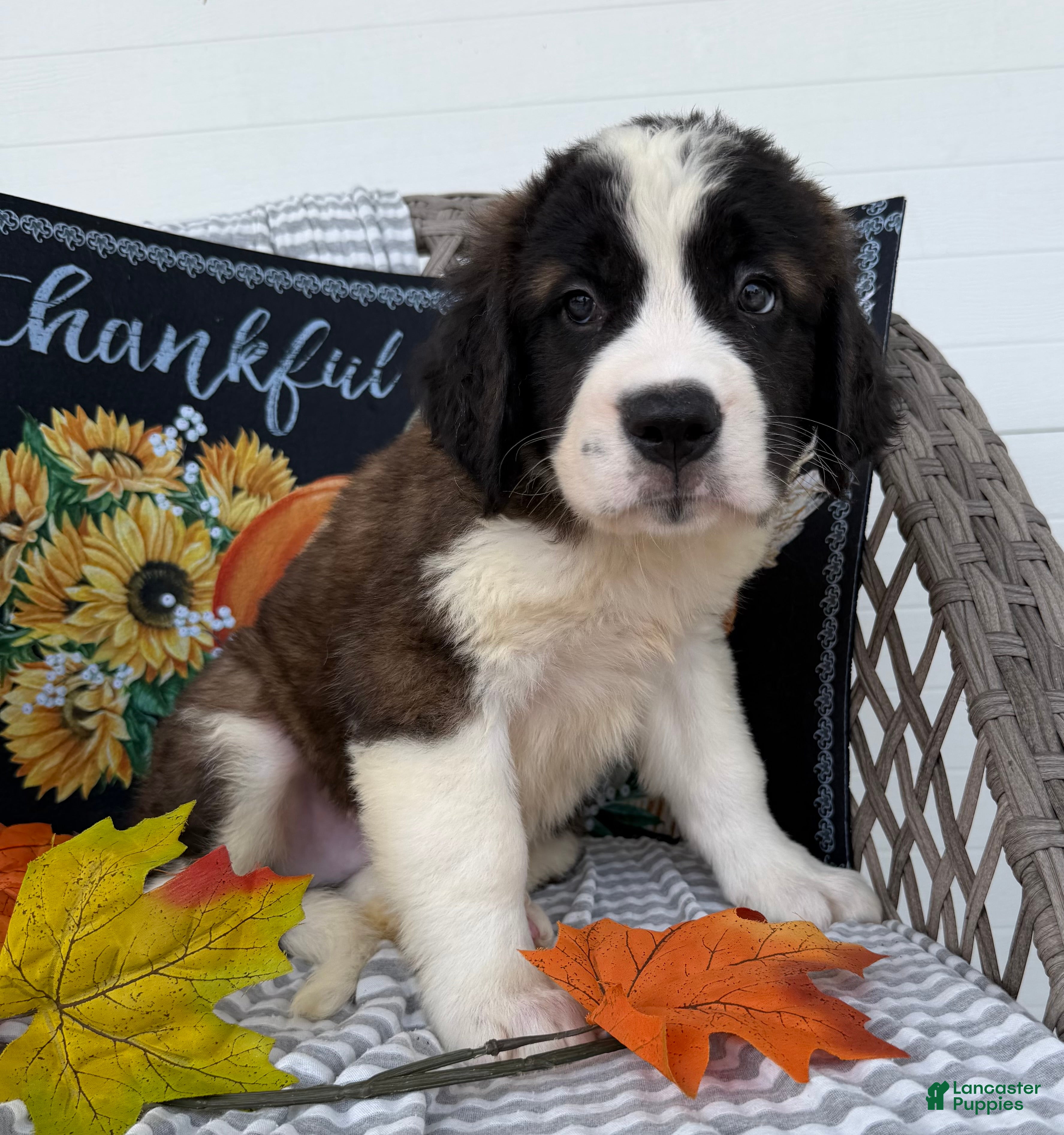 Saint Bernard dogs Bronco - Ad 1