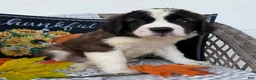 Saint Bernard dogs for sale: Bronco - Ad 1