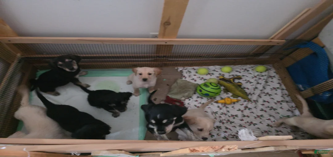 Gallery Image {{count}}