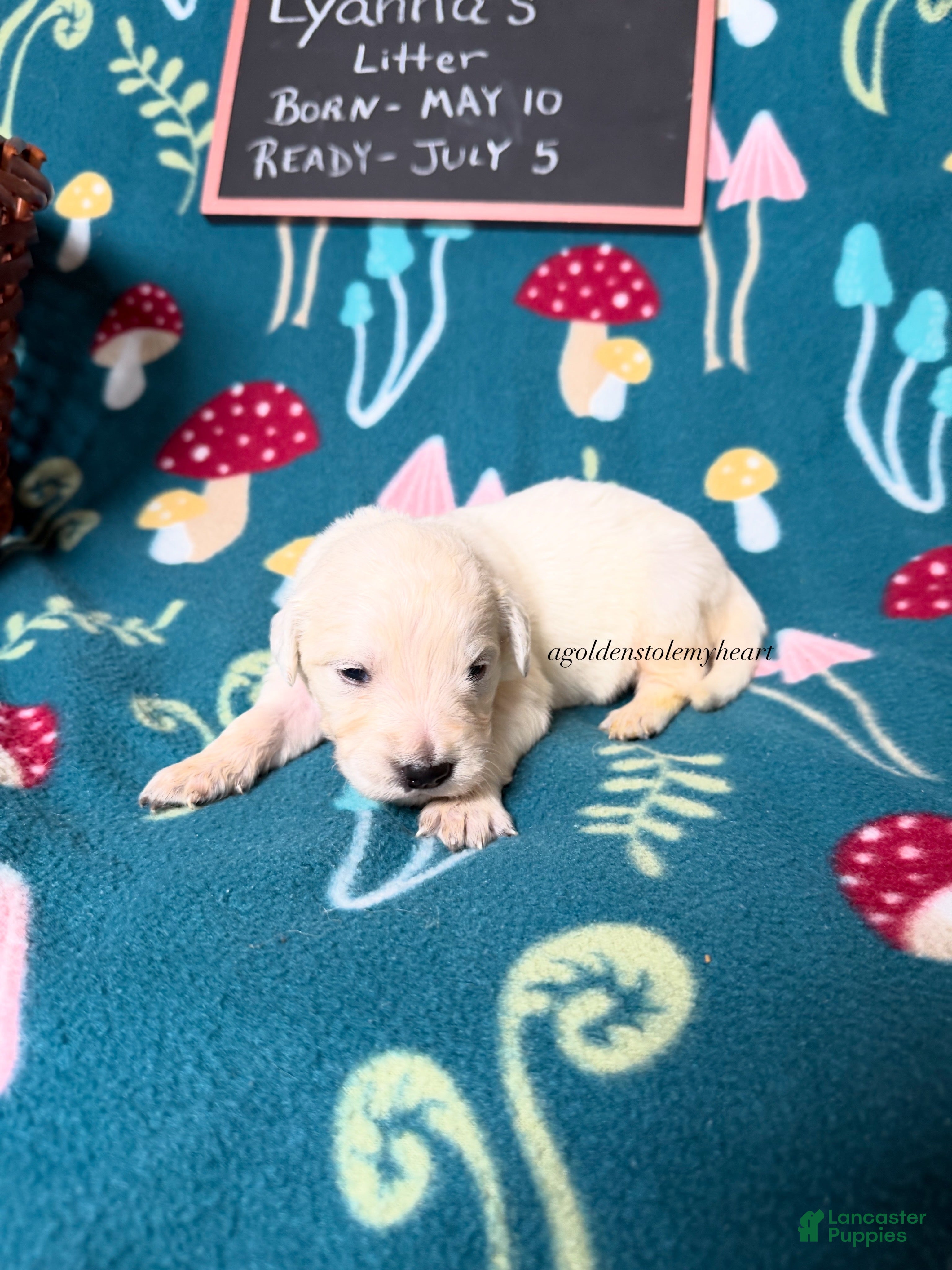 Golden Retriever dogs Maggie - Ad 2