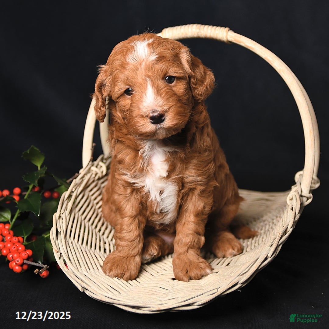 Cockapoo dogs for sale: Jubilee - Ad 3
