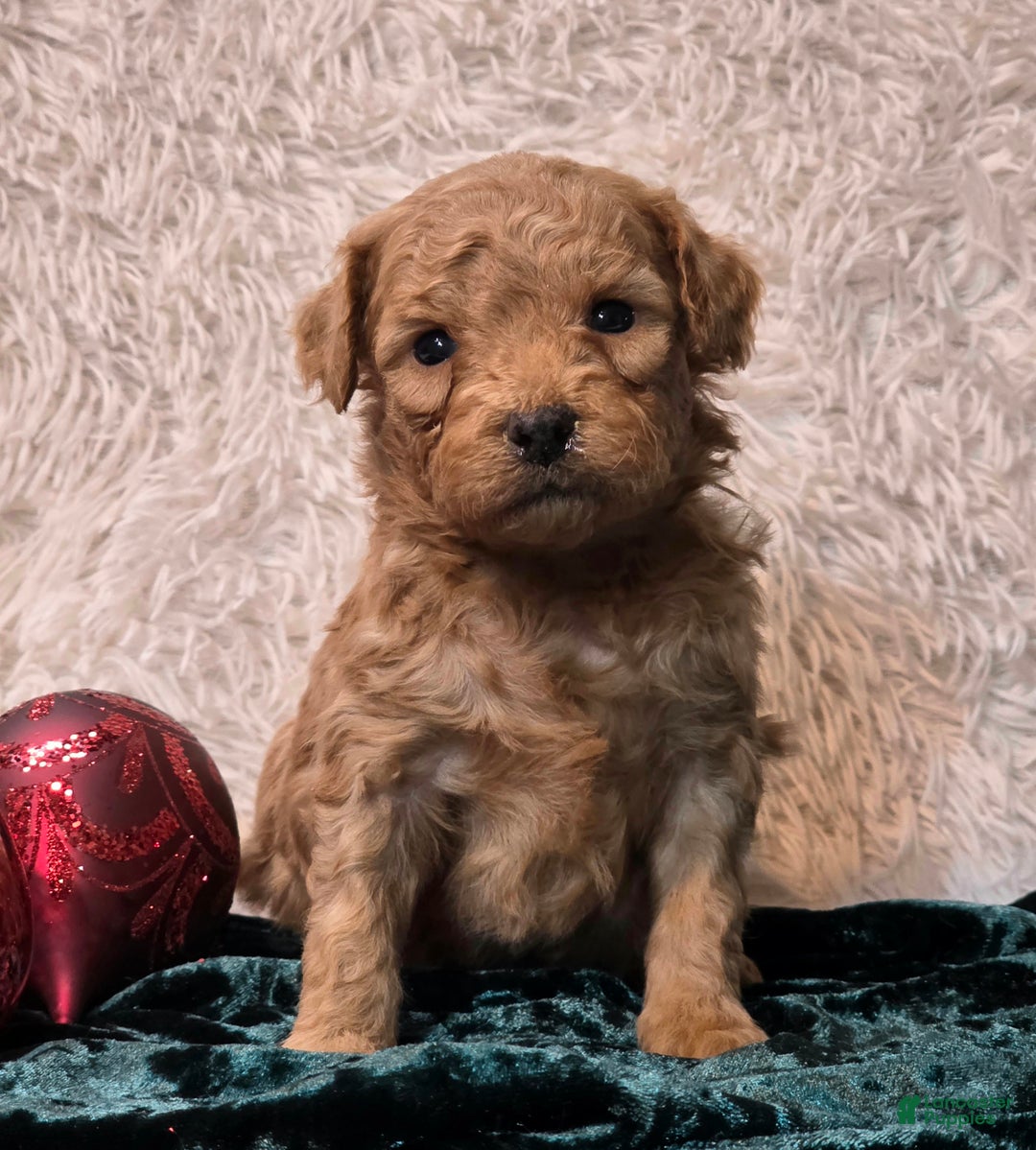 Mini Goldendoodle dogs for sale: Star - Ad 2