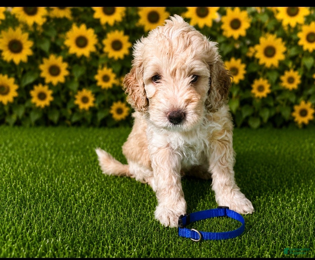 Aussiedoodle dogs Blue collar Collar - Ad 2