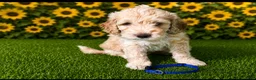 Aussiedoodle dogs for sale: Blue collar Collar - Ad 2