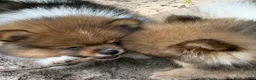 Pomeranian dogs for sale: Pinzo - Ad 3