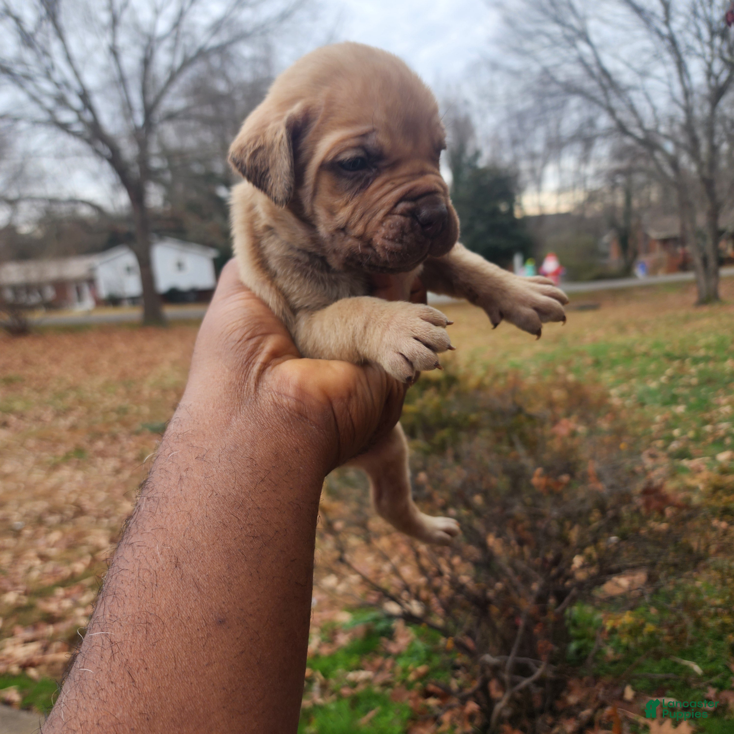 South African Boerboels dogs Charles - Ad 1