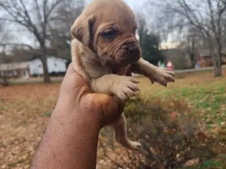 South African Boerboels dogs Charles - Ad 4