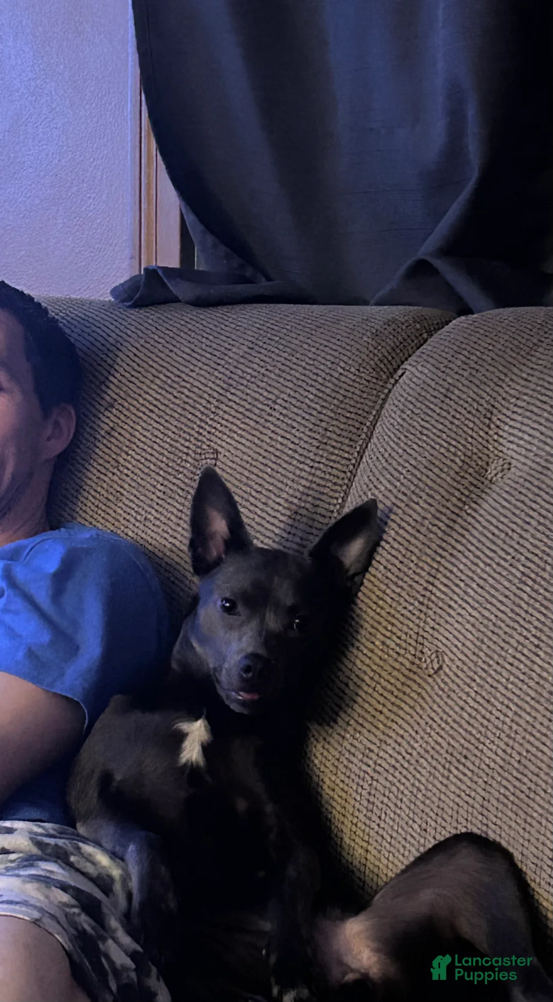 Mixed Breed dogs for sale: Jelly - Ad 5