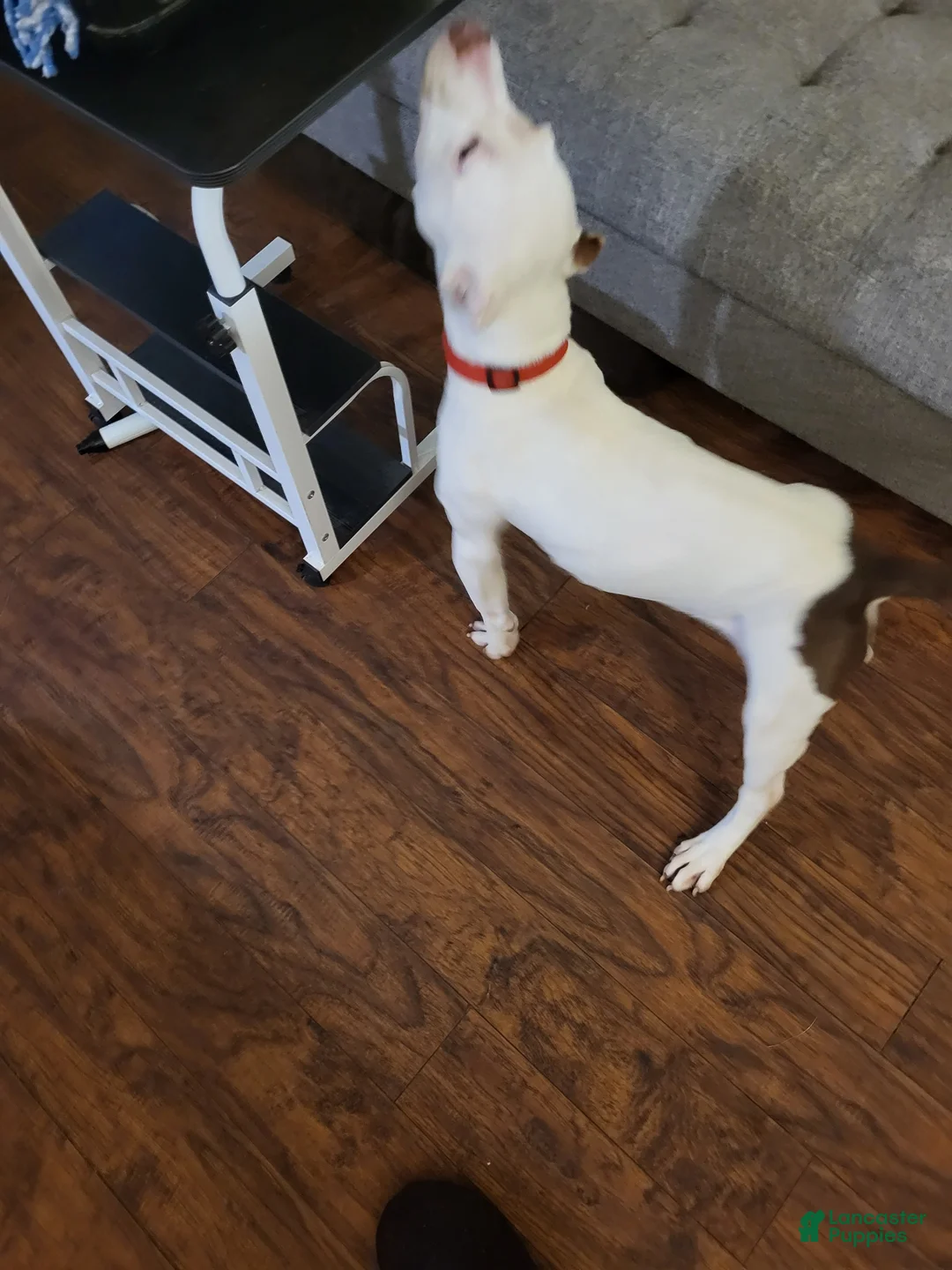 American Bully dogs for sale: American Bully 2 - Ad 1