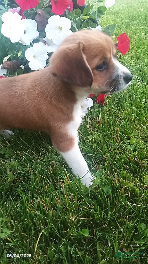 Mixed Breed dogs for sale: Shirley - Ad 7
