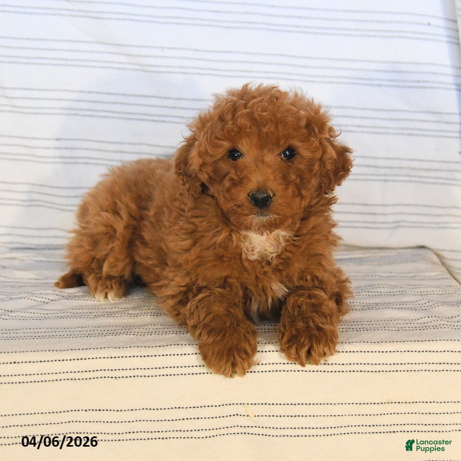 Mini Goldendoodle dogs Charlie - Ad 2