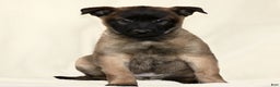 Belgian Malinois dogs for sale: Captain  - Ad 1