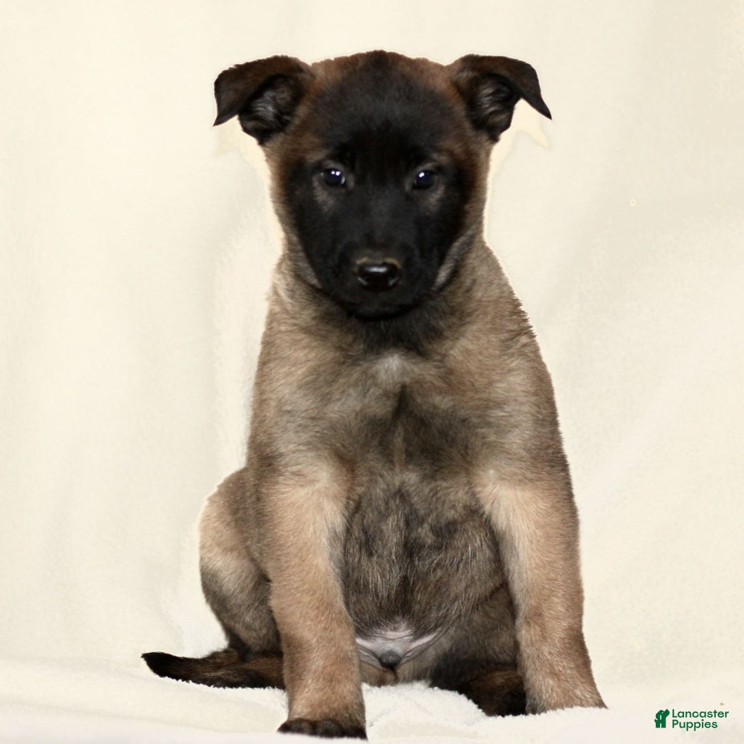 Belgian Malinois dogs for sale: Captain  - Ad 1