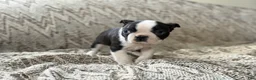 Boston Terrier dogs for sale: Titus - Ad 14
