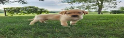 Labrador Retriever dogs for sale: Lucy - Ad 3