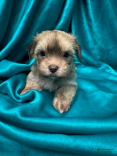Havanese dogs Cino - Ad 1