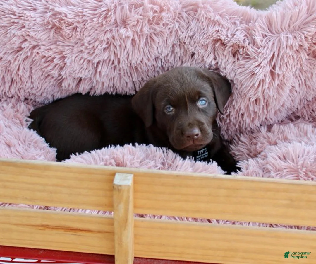 Labrador Retriever dogs for sale: Black Collar - Ad 4