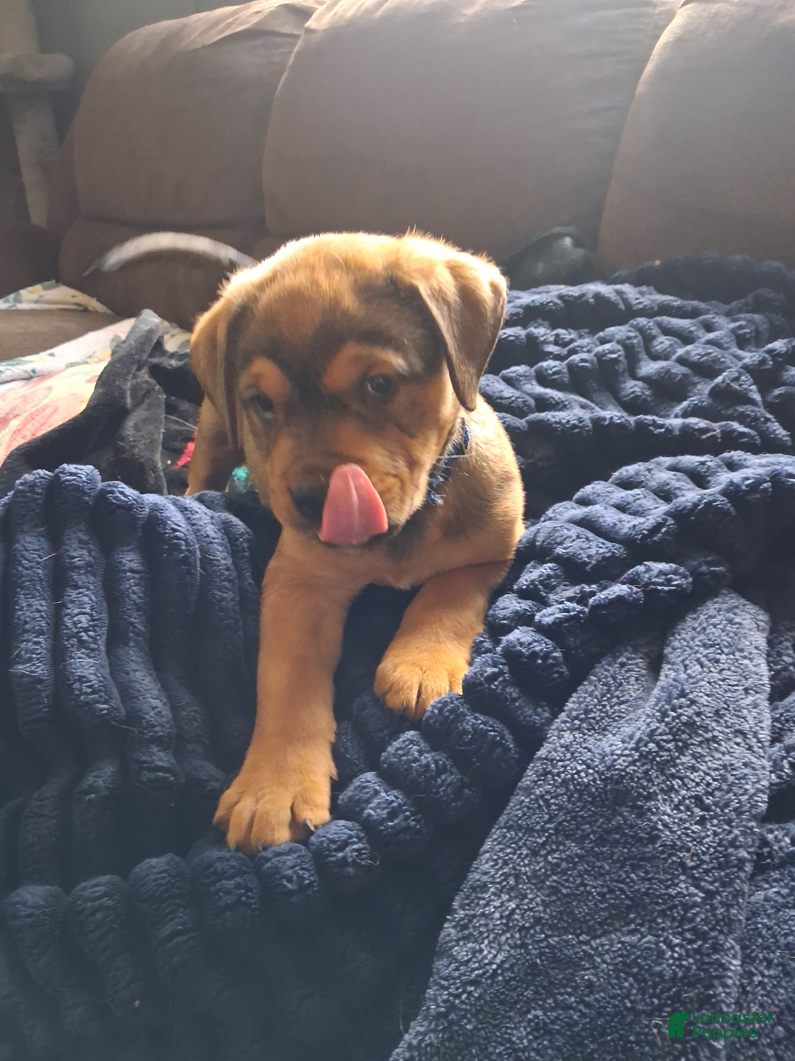 Mixed Breed dogs Sumo - Ad 1