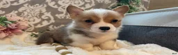 Welsh Corgi Pembroke dogs for sale: Stella - Ad 9