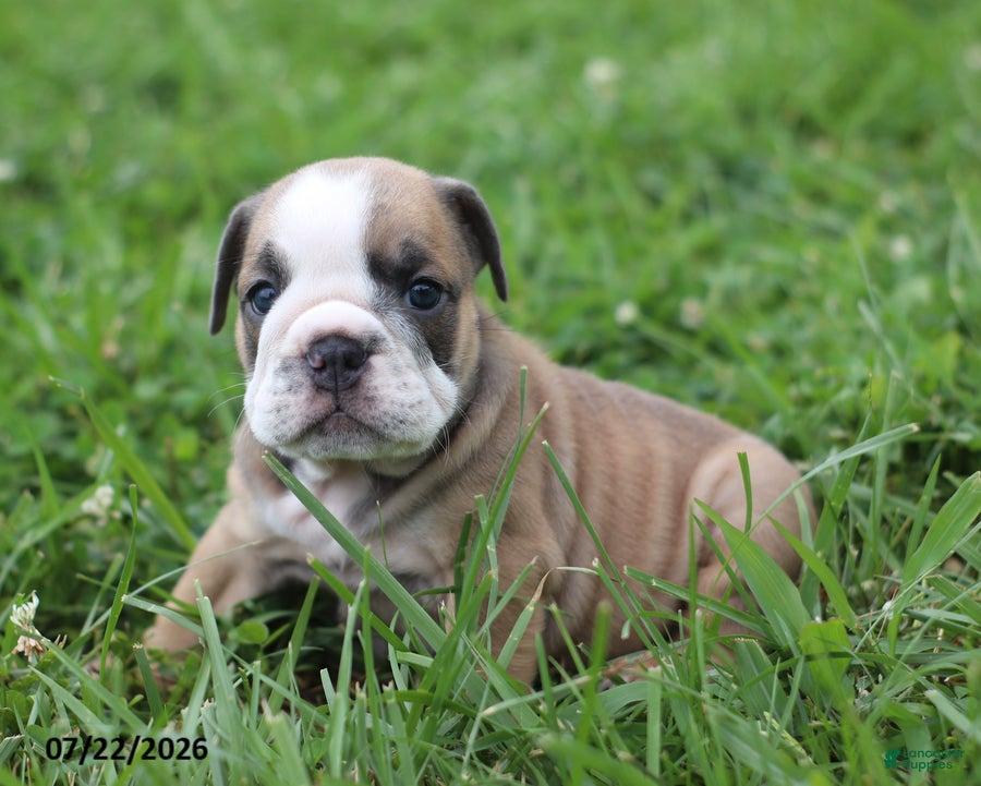 English Bulldog dogs Carla - Ad 2