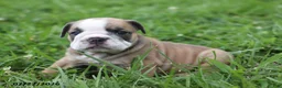 English Bulldog dogs for sale: Carla - Ad 2