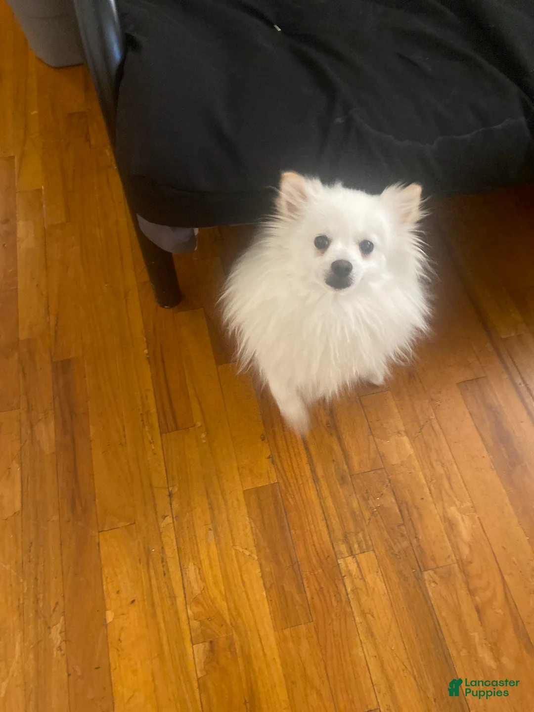 Pomeranian dogs for sale: yayyo - Ad 1