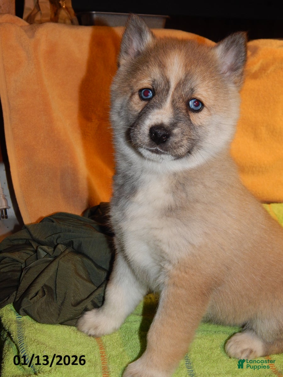 Pomsky dogs Ava  - Ad 2