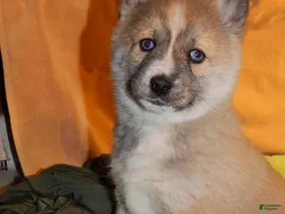 Pomsky dogs Ava - Ad 4