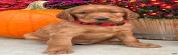 Irish Setter dogs for sale: Harrison - Ad 8
