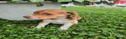 Beagle dogs for sale: Pippin - Ad 5