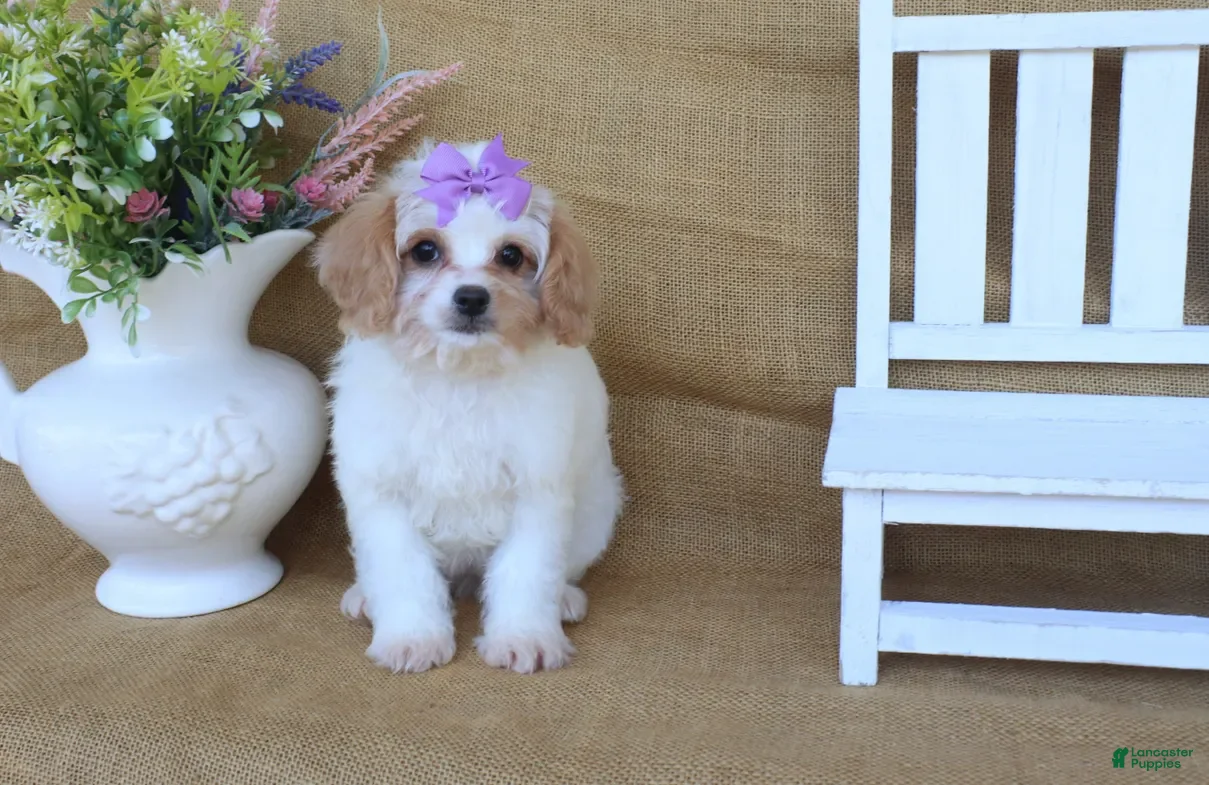 Cavapoo dogs Victoria- red and white Cavapoo - Ad 2
