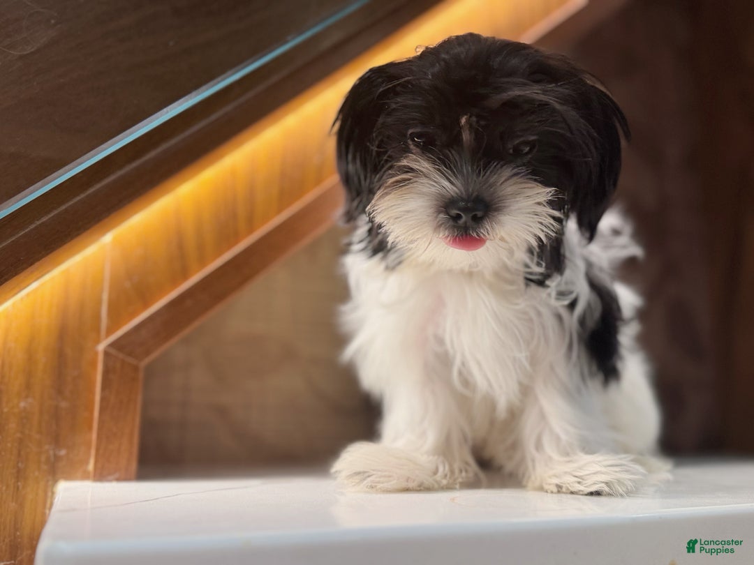 Morkie dogs for sale: Mr Tiny - Ad 1