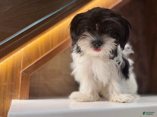 Morkie dogs Mr Tiny - Ad 20