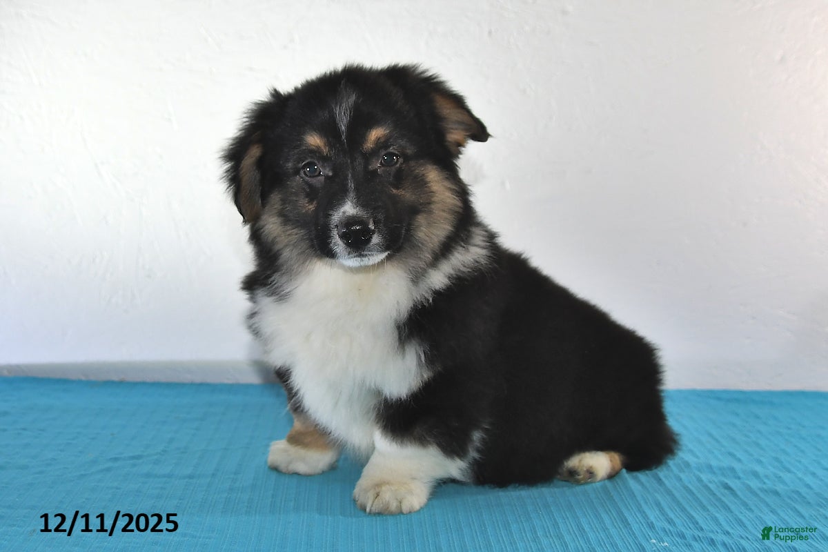 Mixed Breed dogs Troy - Ad 1