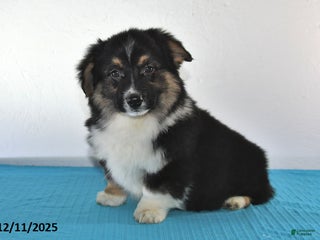 Mixed Breed dogs Troy - Ad 42