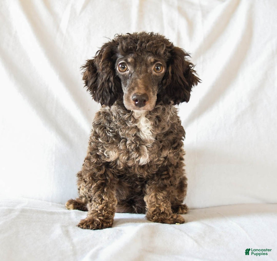 Miniature Poodle dogs for sale: Willie - Ad 6